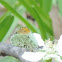 Falcate Orangetip Butterfly (male)