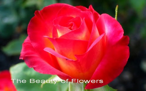 Lastest Growing Flowers For Beauty APK for PC