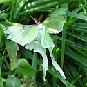 Luna Moth