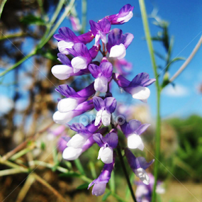 s. Danceni by Doina Arnaut - Flowers Flowers in the Wild
