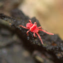 Red velvet mite