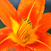 Tawny daylily