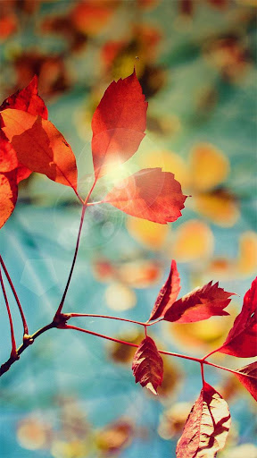 免費下載個人化APP|Colorful Leaves Live Wallpaper app開箱文|APP開箱王