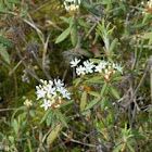 Labrador Tea