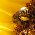 Digger Bee on sunflower