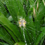 Jewelled Spider by Dyan Houghton -  