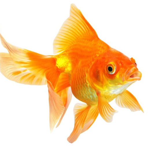 Goldfish Live Wallpaper 個人化 App LOGO-APP開箱王