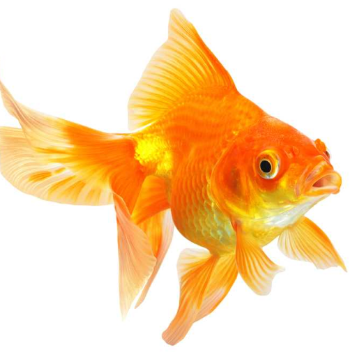 Goldfish Live Wallpaper LOGO-APP點子