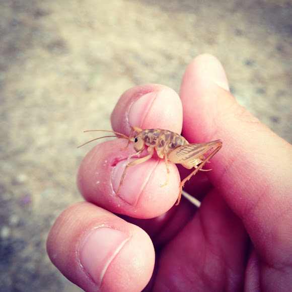 Camel cricket | Project Noah