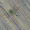 Common pondhawk