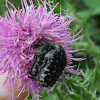 Chafer beetle