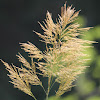 Tiger Grass, Asian broom grass, Bamboo grass