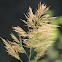 Tiger Grass, Asian broom grass, Bamboo grass