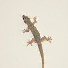 Flat-tailed Gecko