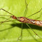 assassin bug