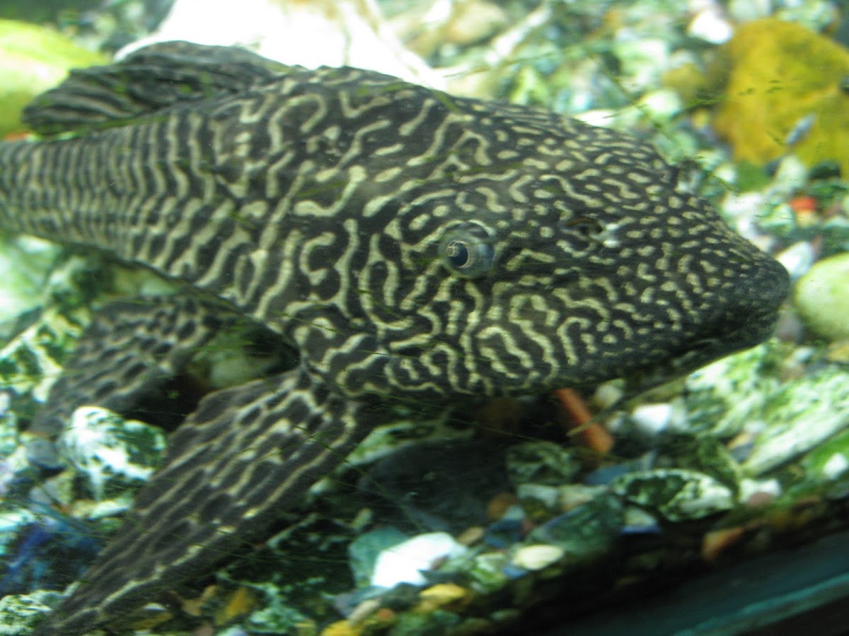 Suckermouth Catfish