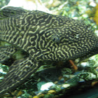 Suckermouth Catfish