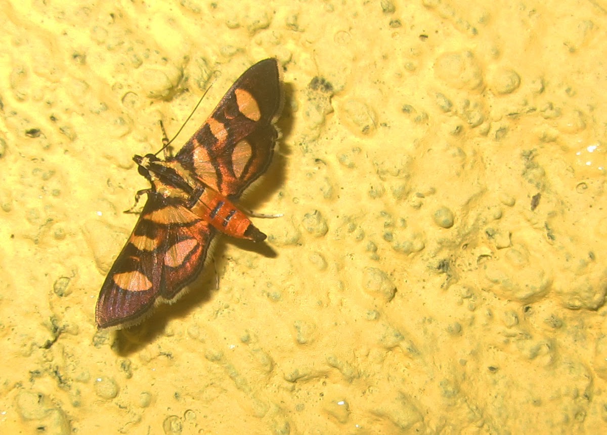 Red-waisted Florella Moth