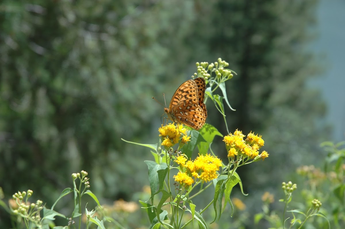 Variegated Fritillary