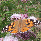 Painted lady