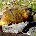 Yellow Bellied Marmot