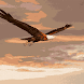 Eagle Sky Live Wallpaper
