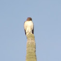 Fuerte's Red-tailed Hawk