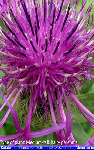 Wild Flowers of the Alps