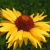 Wild common sunflower