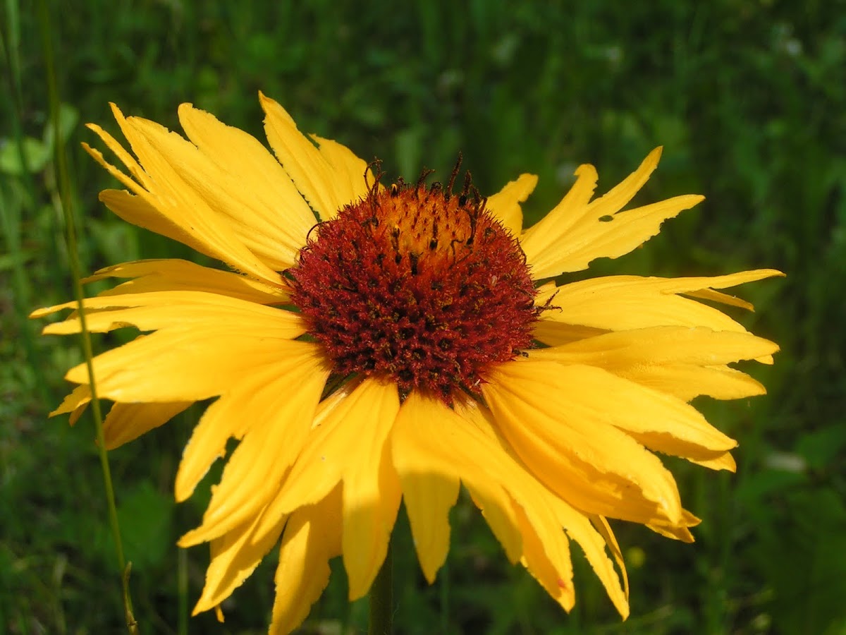 Wild common sunflower