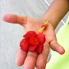 Trumpet Creeper bloom