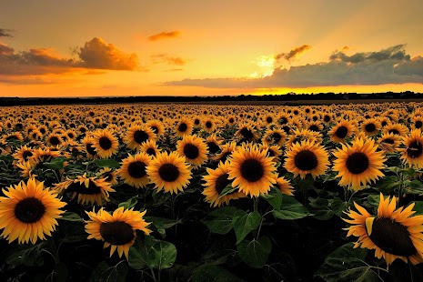 download Sunflower Falling Wallpaper free