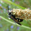 Double-banded Scolid Wasp
