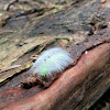 Miller moth caterpillar