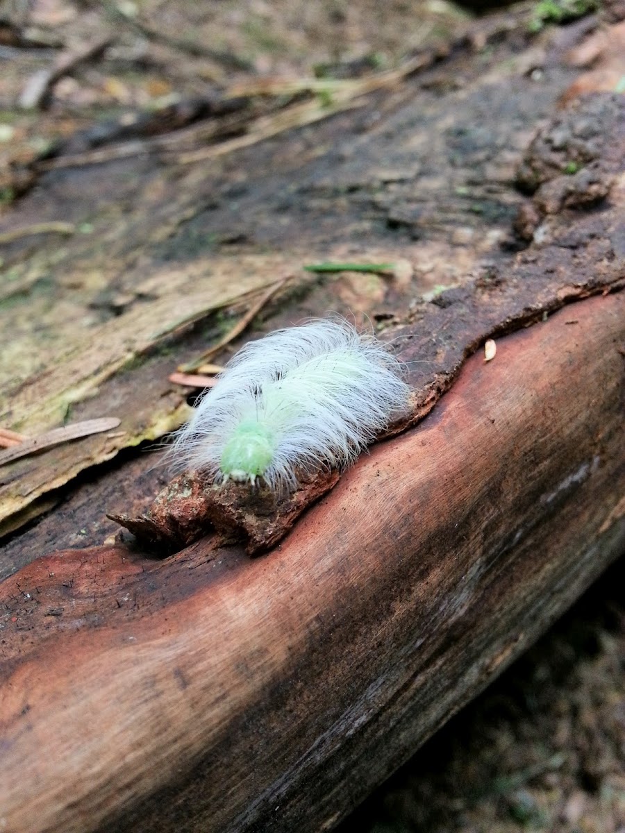 Miller moth caterpillar