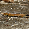 Copperhead Rat Snake