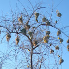 Black-headed weaver bird nests