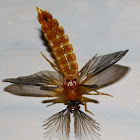 Glowworm (male)