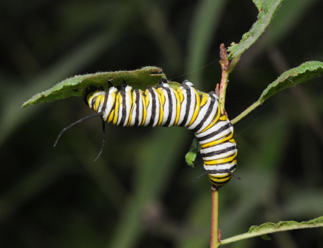 Monarch butterfly (larva)