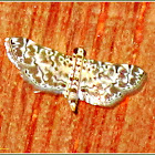 Metoeca Crambid Moth