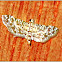 Metoeca Crambid Moth