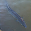 Short-finned Eel