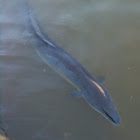 Short-finned Eel