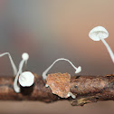 Unknown Tiny Mushrooms