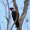 Pileated Woodpecker