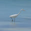 Great White Egret (Great Egret)
