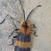 Banded Net-Winged Beetle