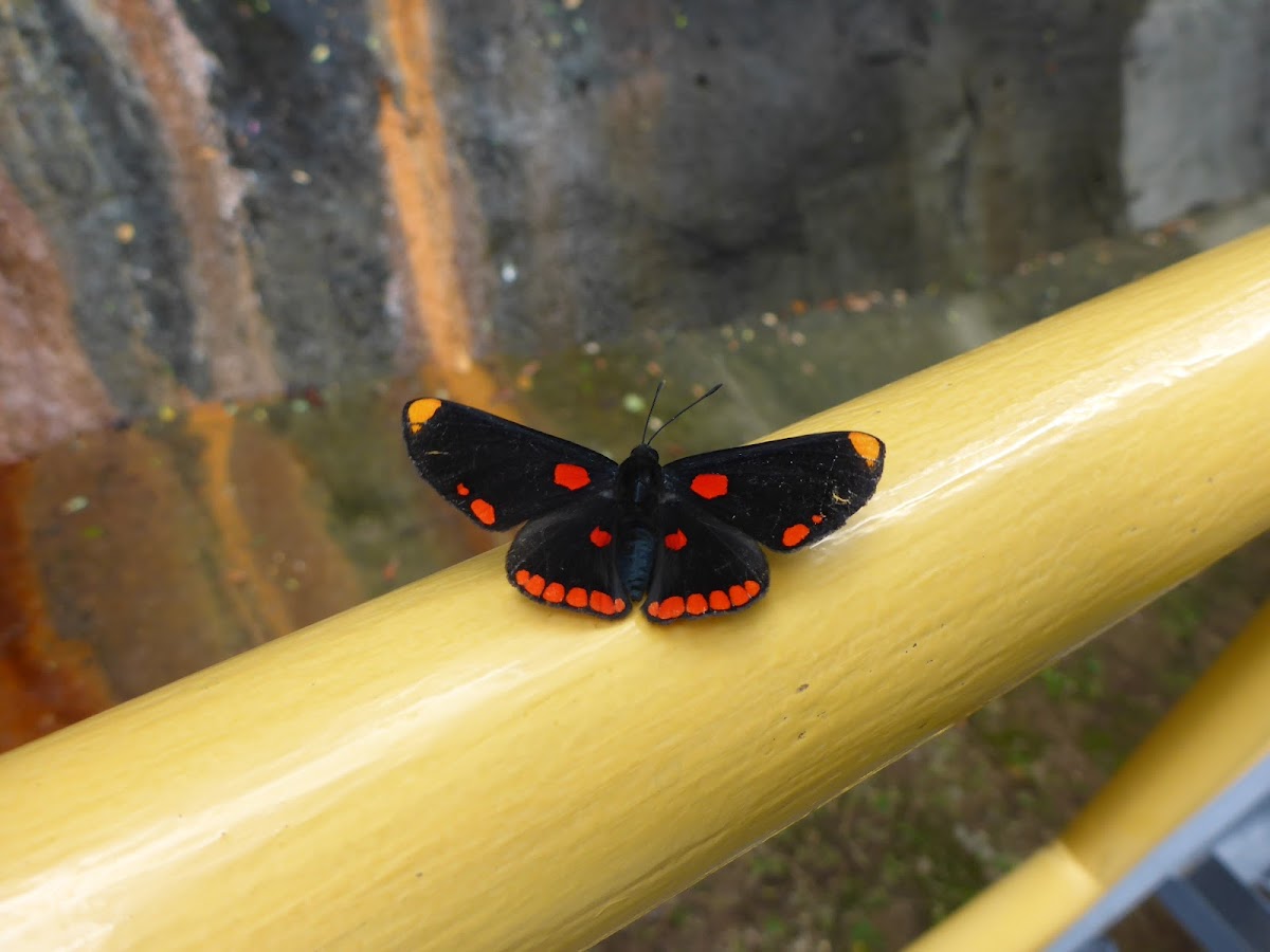 Red bordered pixie butterfly