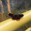 Red bordered pixie butterfly