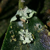 Foliaceous lichen species